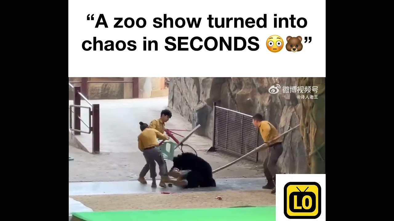 Bear Attacks Zookeeper During Live Show at Hangzhou Safari Park 😳🐻 Full Context Explained