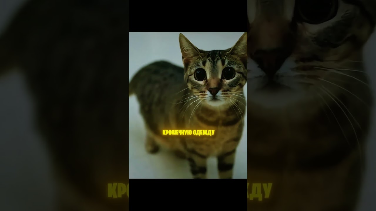 Тюрьма где кошки учат людей добру💔🐈
