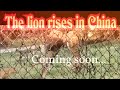 Tiger vs Lion, The Lion Rises in China, trailer