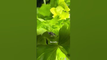 Couple Takes In Not One But TWO Jumping Spiders  | The Dodo