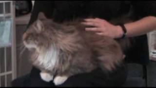 Meet Haven, a Maine Coon Cat at Salem Animal Rescue League