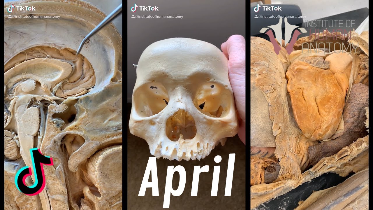 Human Anatomy TikTok Compilation | April 2020 | Institute of Human Anatomy