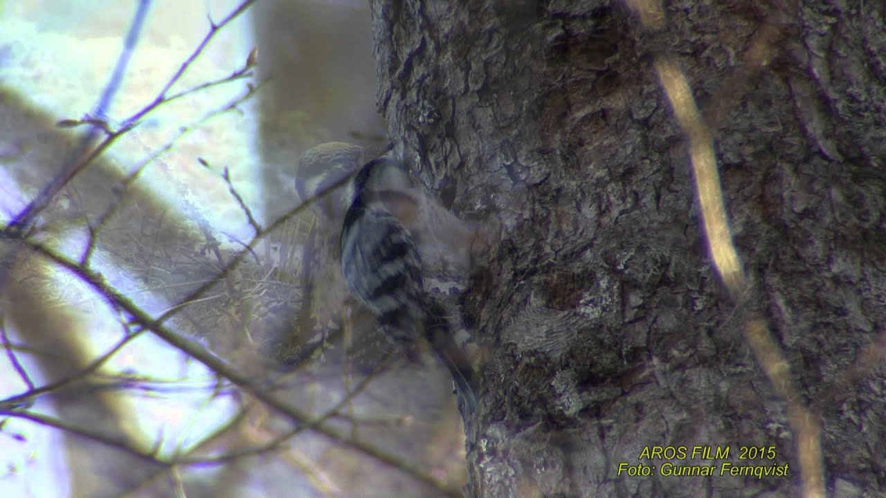 HACKSPETTAR  Woodpeckers  Klipp - 1537