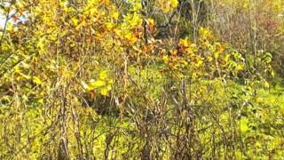 262 WACO HEIGHTS RD video tour