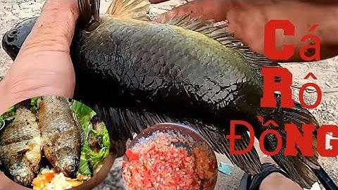 Cá Rô Đồng Khủng Nướng Chấm Muối ớt _ Câu Cá Trong Hốc Tre