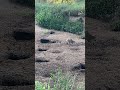 Huge den of raccoons! Gonna be trapping here for sure.