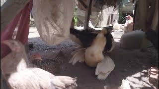 mentok kawin sesen 2