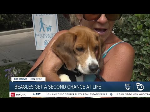 Video: Pet Scoop: Beagles rešeni iz testnega laboratorija, cepljenje lahko pomaga pri reševanju žab