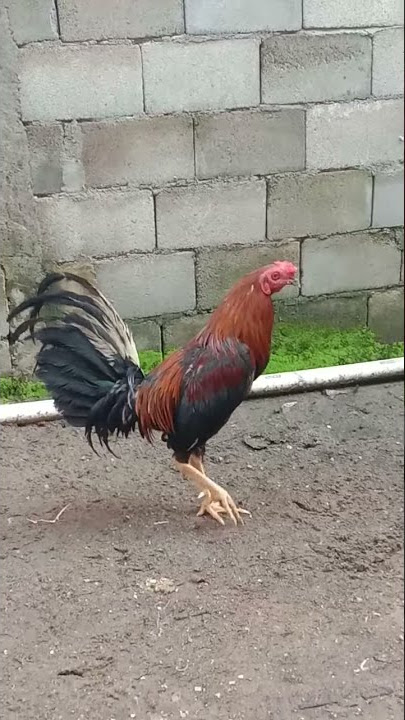 Suara ayam pilipin josss