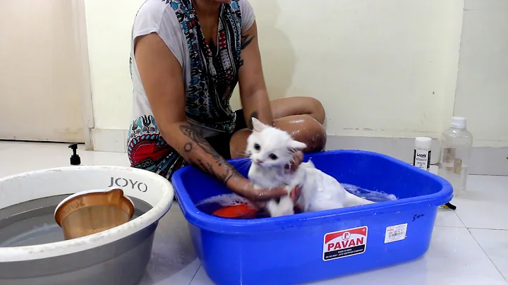 Watch the video about Kitten's First Bath | Gave Bath To My Kitten For The First Time