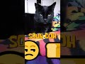 Cat Bakery #catbakery #cutiepies #grutube #catdad #catlife #catvibes #feelgood #cutecats #meow #fyp