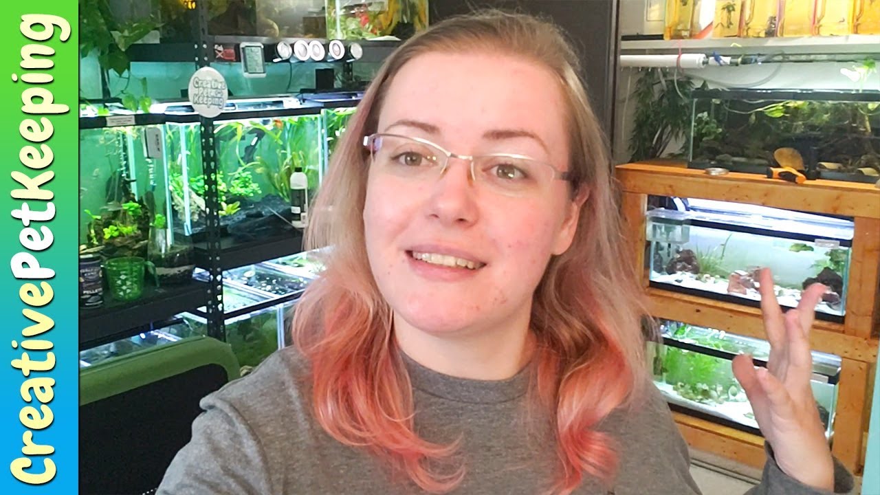 dwarf cichlids with neon tetras Working on the fish room - this video is a bit random