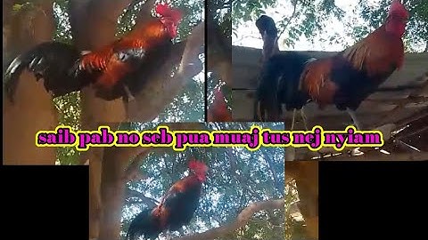 cov qaib no tseem tsis tau muaj tu yuav li nawb nyiam ce maj maj leej twg nrawm yog twg li 2387672¥