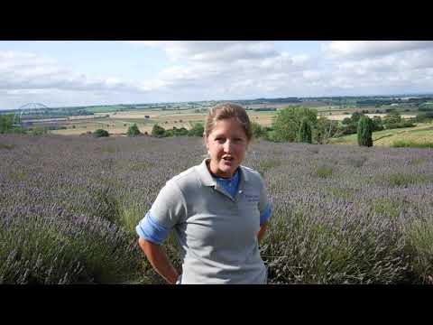 Video: Lavendelväxtmatning - Hur man gödslar lavendelväxter