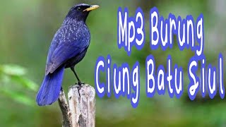 Suara burung ciung batu siul