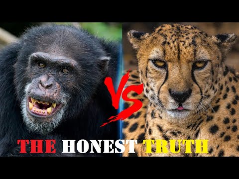 CHIMPANZEE VS CHEETAH The Honest Truth - Cheetah VS Chimpanzee Who Would Win