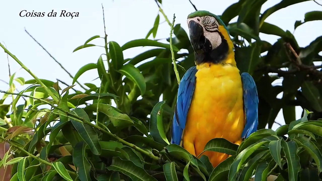 Arara-canindé de folga, Ara ararauna, Blue-and-yellow Macaw, As cores