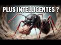 Attention : ces fourmis sont plus intelligentes que toi