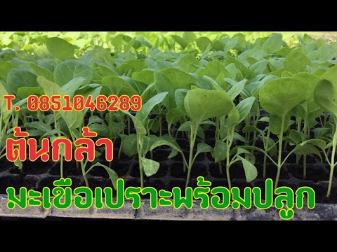 กล้าพริก กล้ามะเขือเปราะ | กล้าเกษตร47