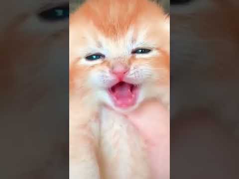 صوت قطط صغيره كيوت