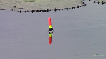 Cá rô đồng rê phao thich cả mắt