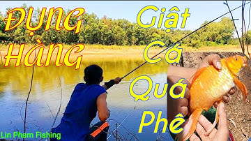 Câu Cá Hồ Trị An Mùa Nước Rút Cá Gom Lại Giật Mỏi Tay Luôn