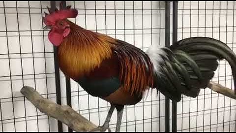 2017 Red jungle fowl (Qaib qus)