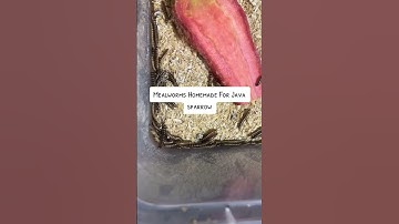 Homemade mealworms for java sparrow birds #birds #javabreeding #bird #chicken #javabreedingtips