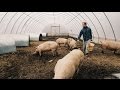 Pigs thrive in this GREENHOUSE (in winter)