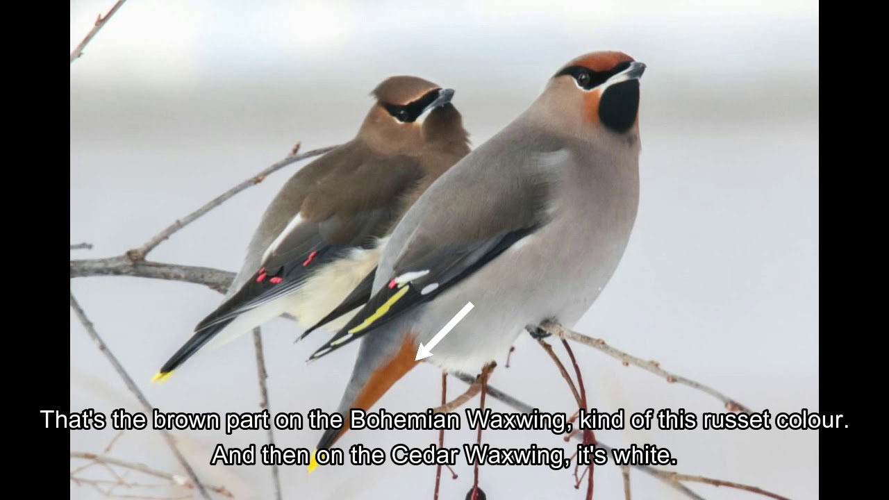 Migration Monday - Learning about the Cedar Waxwing