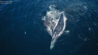 Killer Whale Predation Event in Carmel Bay