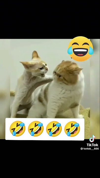 Qon tôkiladimi deyman 🤣🤣🤣🤣#azikboom #najim #prikol #tiktokvideo #cat #mushuk #najimmushuk
