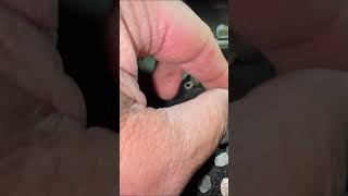 ПЕТРЫ результат Сергей  #археология #коп #металопоиск #золото #монеты #история  #серебро