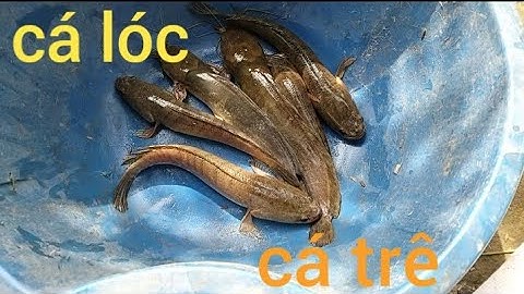 Đặt lợp dính, cá lóc to, cá trê, cá lau kiếng, thấy mê...