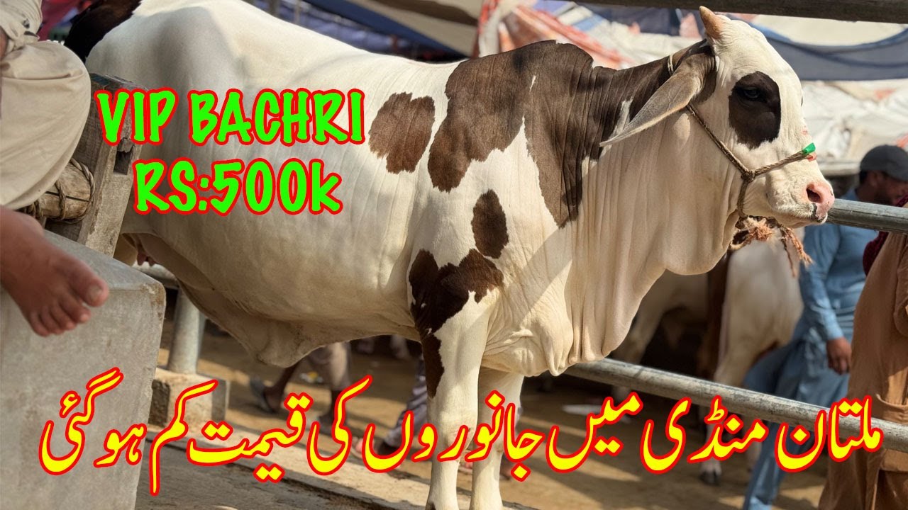 Сегодня на рынке Мултана очень выгодный курс. Сейчас самое время покупать? @SSTvs