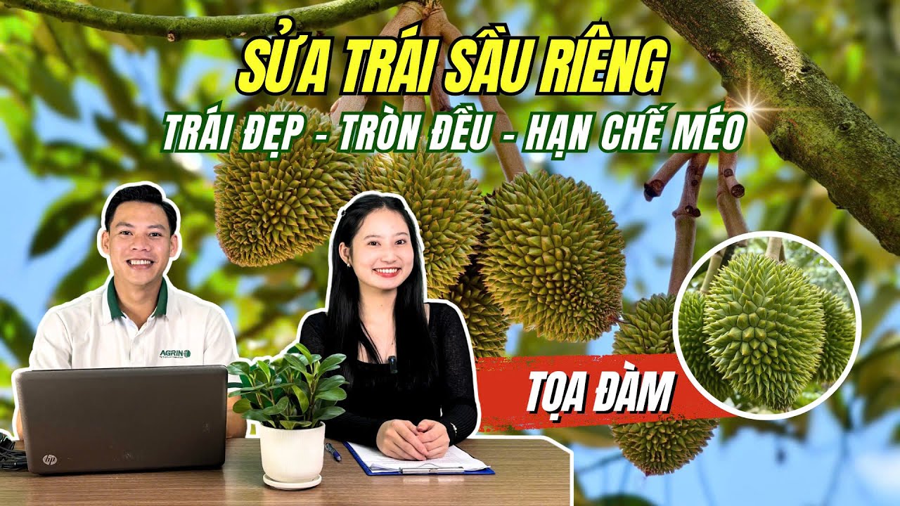 Agrino | THỜI ĐIỂM VÀNG ĐỂ SỬA TRÁI SẦU RIÊNG - TRÁI ĐẸP, TRÒN ĐỀU, HẠN CHẾ MÉO
