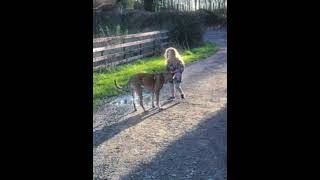 Good times #dog #malinois #dutchdogs #belgianmalinois #dutchsheperd #dogtraining #dutchshepherd