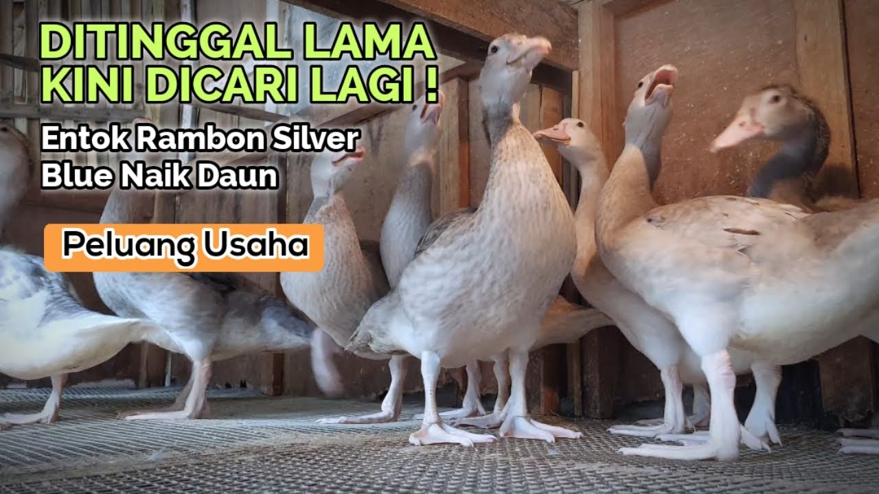 TERNAK ENTOK RAMBON SILVER BLUE JADI PRIMADONA BARU - YouTube