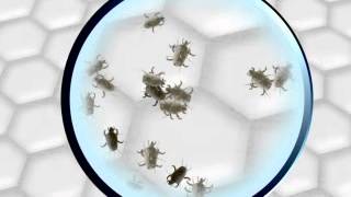 Dust Mite Under Microscope screenshot 3