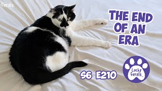 The End Of An Era - S6 E210 - Rescued Cats, Lucky Ferals Cat Vlog