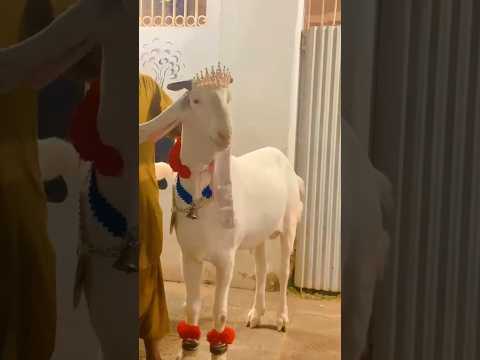 Wow beautiful goat #cute #wow #beautiful #goat #shorts #viral#entertainment