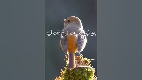 سورة آل عمران بصوت القارئ سعد الغامدي