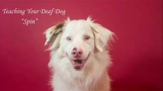 Deaf dog training: Spin by Keller's Cause 692 views 6 years ago 53 seconds