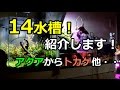 水槽紹介 14水槽 過去最大 アクアからトカゲまで