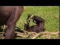 Gorillas @Burgers&#39; Zoo 18 September 2014 part 4