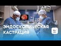 Эндоскопическая кастрация кошек и собак