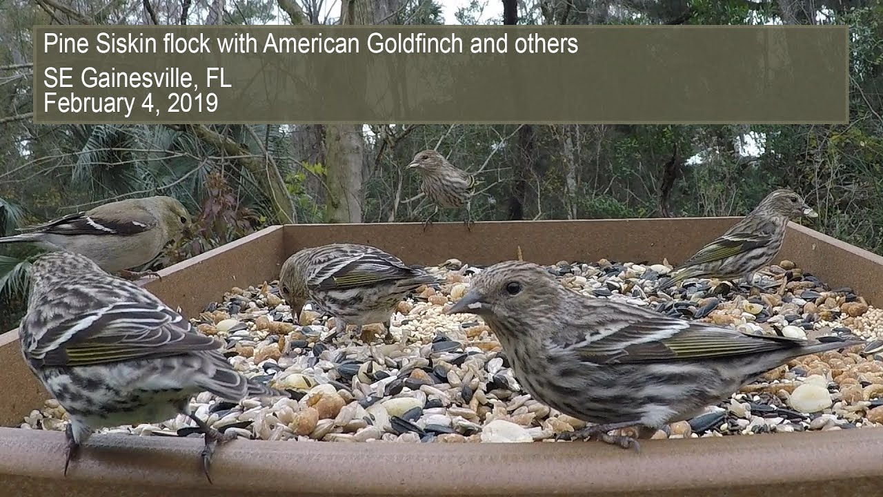 Pine Siskin flock with American Goldfinch and others 020419 