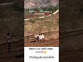 पिस्टन २२११आणि मल्हार २२११💯👑 #bailgadasharyat #iphone #trending #share #bullfarm #viral #cow #bull