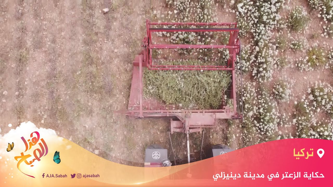 🌅 هذا الصباح-حكاية زراعة الزعتر في قرى مدينة دينيزلي التركية