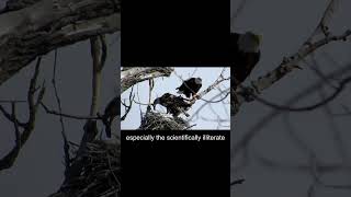Eagles070124b  #wildlife #nature #ideas #politics